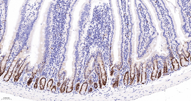 PCNA Antibody in Immunohistochemistry (Paraffin) (IHC (P))