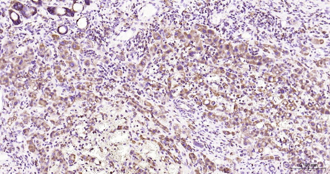 COX4 Antibody in Immunohistochemistry (Paraffin) (IHC (P))