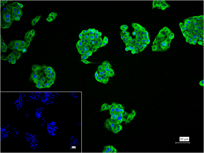 alpha Tubulin Antibody in Immunocytochemistry (ICC/IF)