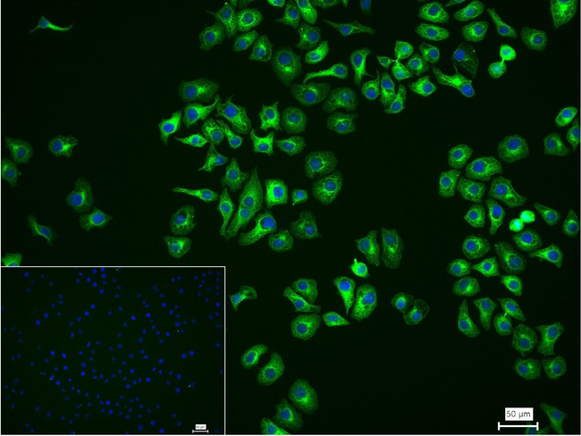 TUBB1 Antibody in Immunocytochemistry (ICC/IF)