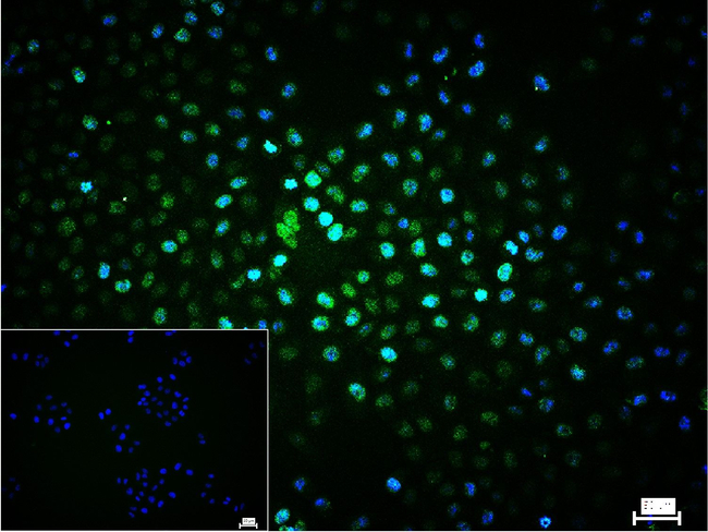 Histone H3 Antibody in Immunocytochemistry (ICC/IF)
