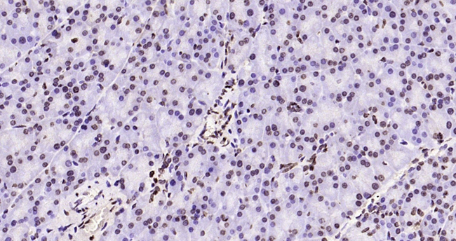 H3K79me1 Antibody in Immunohistochemistry (Paraffin) (IHC (P))