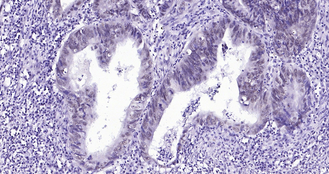 H3K79me1 Antibody in Immunohistochemistry (Paraffin) (IHC (P))