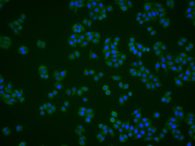 PRDX1 Antibody in Immunocytochemistry (ICC/IF)