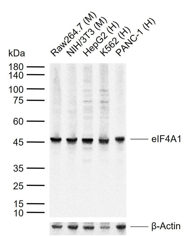 eIF4A1 Antibody in Western Blot (WB)