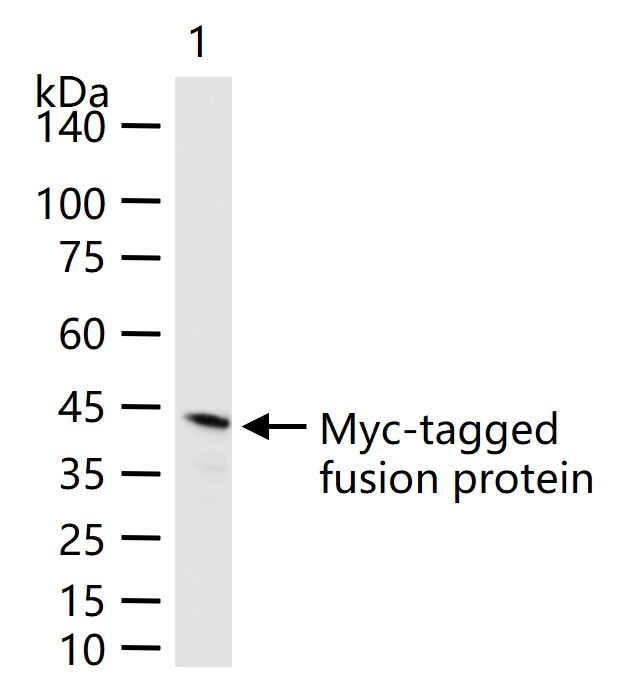 Myc Tag Antibody in Western Blot (WB)
