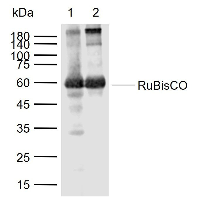 RuBisCO Antibody in Western Blot (WB)