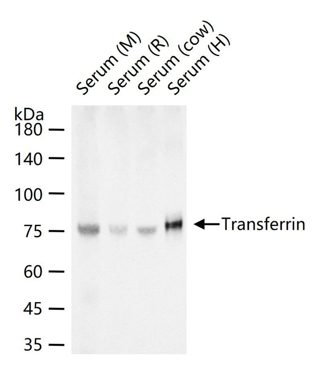 Transferrin Antibody in Western Blot (WB)