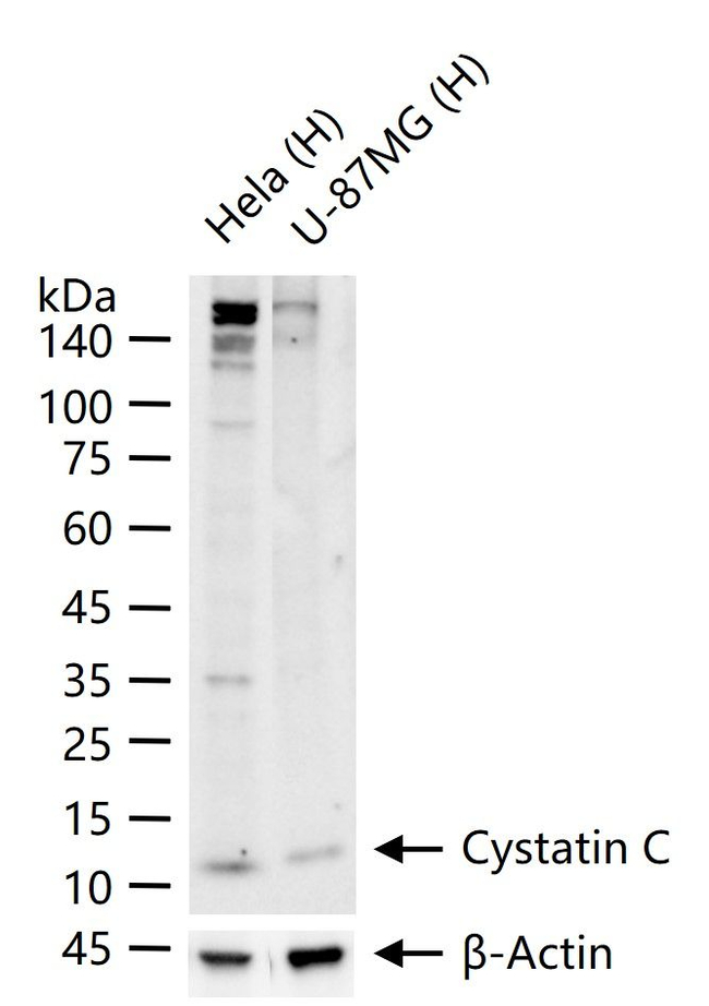 Cystatin C Antibody in Western Blot (WB)