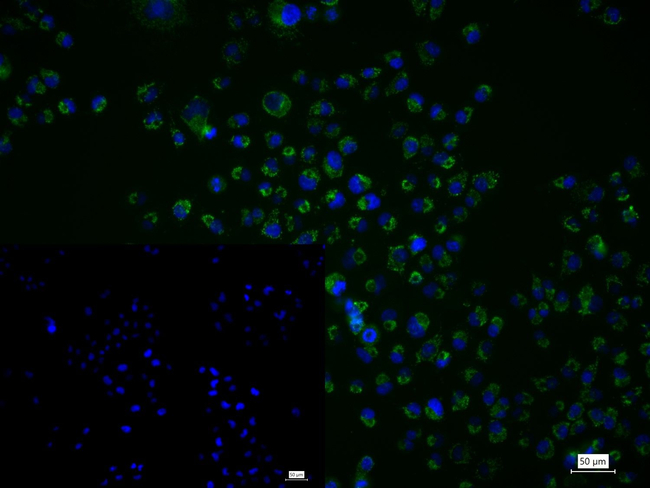 Cystatin C Antibody in Immunocytochemistry (ICC/IF)