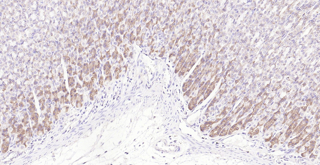 TGF beta-1 Antibody in Immunohistochemistry (Paraffin) (IHC (P))