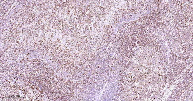 CD79a Antibody in Immunohistochemistry (Paraffin) (IHC (P))
