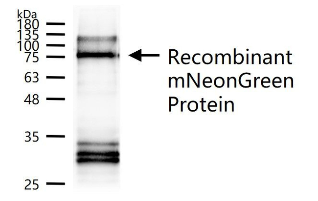 mNeonGreen Antibody in Western Blot (WB)