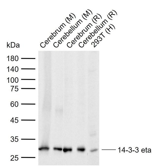 14-3-3 eta Antibody in Western Blot (WB)