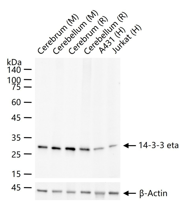 14-3-3 eta Antibody in Western Blot (WB)