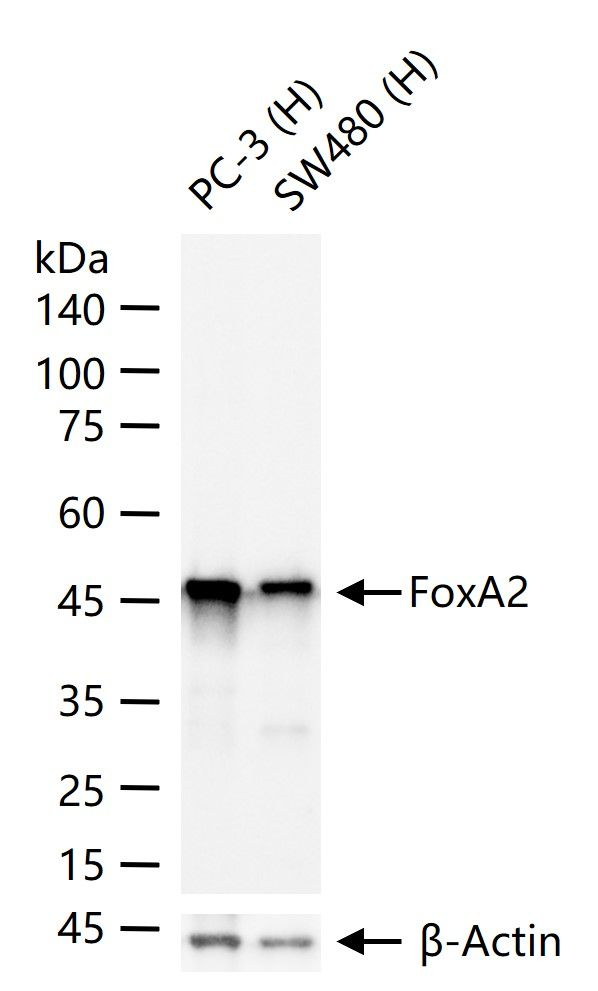 FOXA2 Antibody in Western Blot (WB)