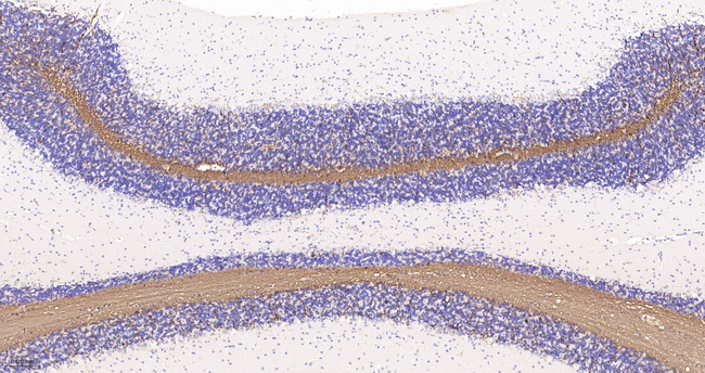 MBP Antibody in Immunohistochemistry (Paraffin) (IHC (P))