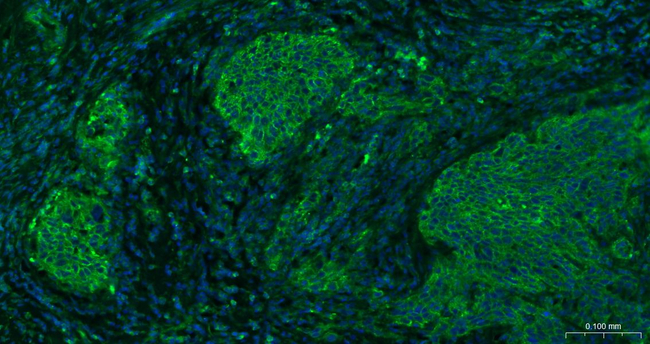 Sodium Potassium ATPase Antibody in Immunohistochemistry (Paraffin) (IHC (P))