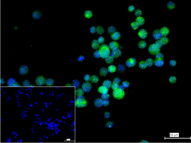 FGF2 Antibody in Immunocytochemistry (ICC/IF)