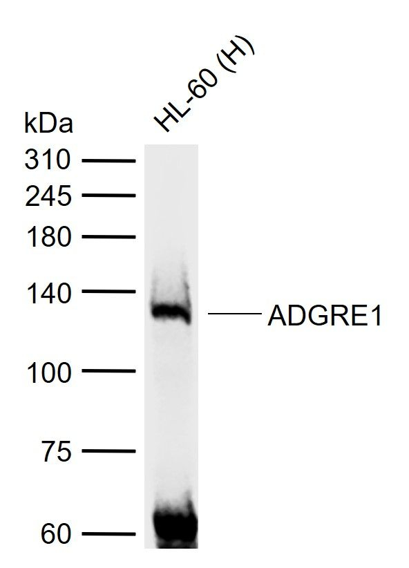 F4/80 Antibody in Western Blot (WB)