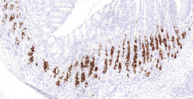MUC6 Antibody in Immunohistochemistry (Paraffin) (IHC (P))