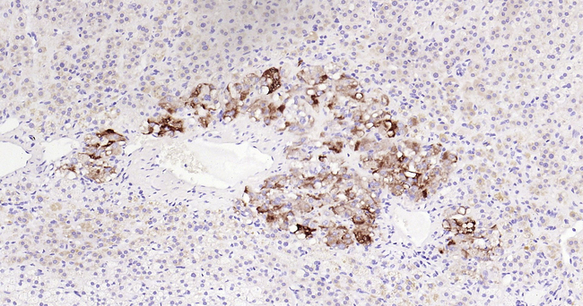 Chromogranin A Antibody in Immunohistochemistry (Paraffin) (IHC (P))