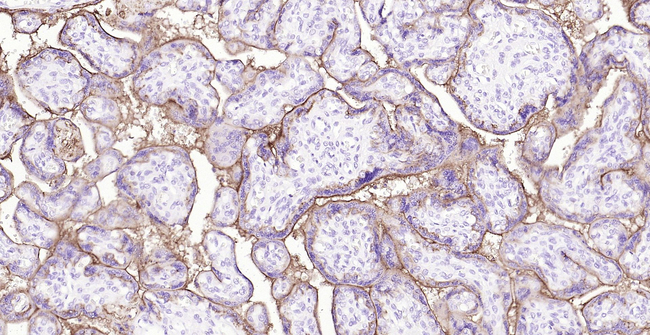 Placental Alkaline Phosphatase Antibody in Immunohistochemistry (Paraffin) (IHC (P))