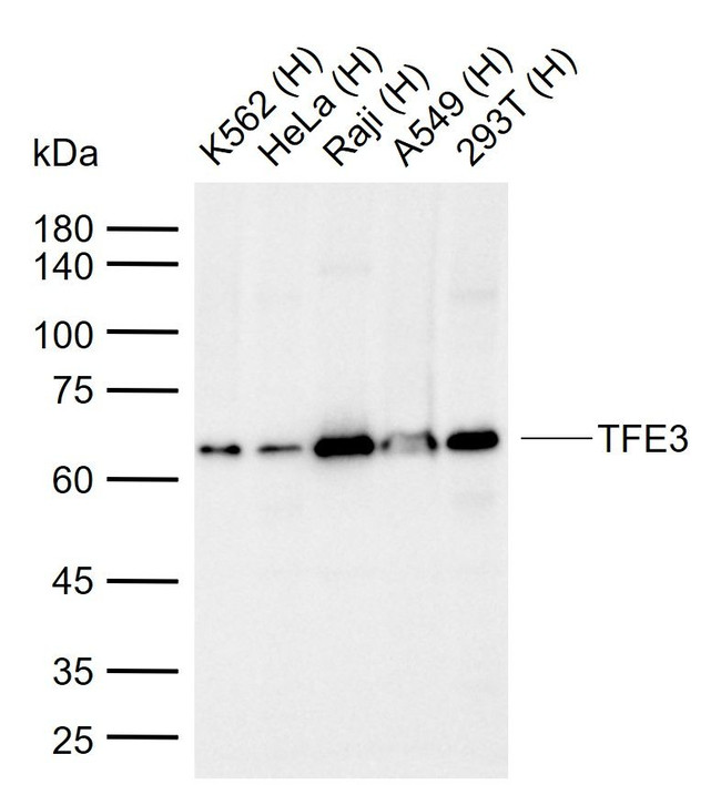 TFE3 Antibody in Western Blot (WB)