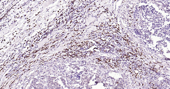 BOB-1 Antibody in Immunohistochemistry (Paraffin) (IHC (P))