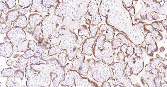 PAPPA Antibody in Immunohistochemistry (Paraffin) (IHC (P))