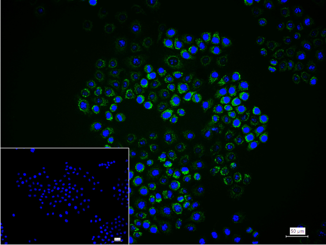 AIF Antibody in Immunocytochemistry (ICC/IF)