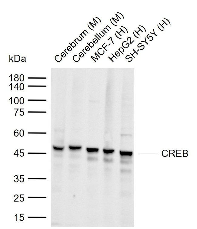 CREB Antibody in Western Blot (WB)