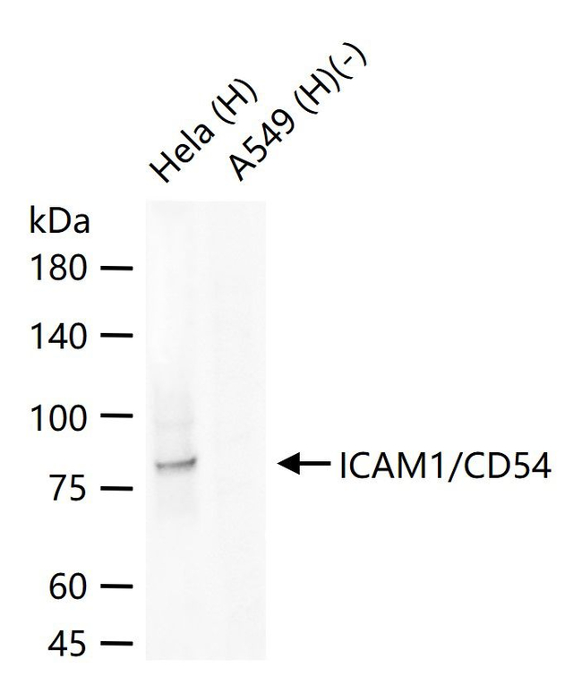 ICAM-1 Antibody in Western Blot (WB)