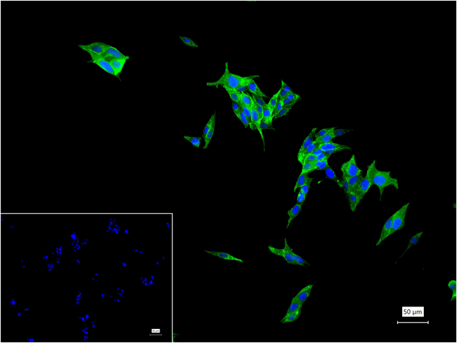 Procalcitonin Antibody in Immunocytochemistry (ICC/IF)