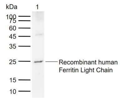 Ferritin Light Chain Antibody in Western Blot (WB)