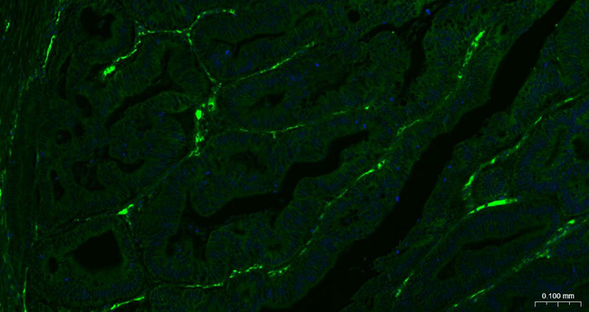 CD105 Antibody in Immunohistochemistry (Paraffin) (IHC (P))