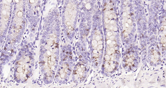 F4/80 Antibody in Immunohistochemistry (Paraffin) (IHC (P))