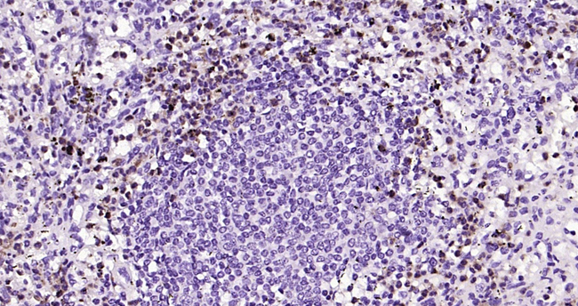 Lactoferrin Antibody in Immunohistochemistry (Paraffin) (IHC (P))