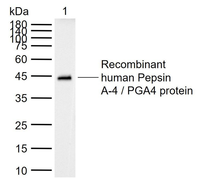 PGA4 Antibody in Western Blot (WB)