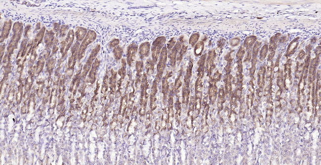 PGC Antibody in Immunohistochemistry (Paraffin) (IHC (P))