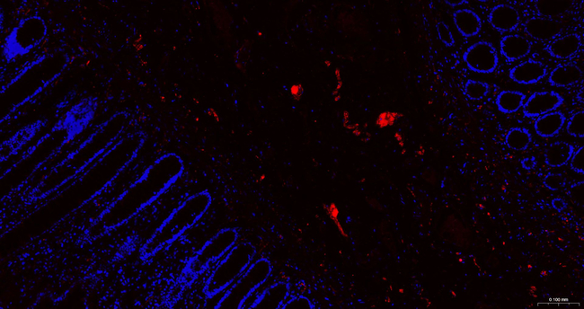 PGP9.5 Antibody in Immunohistochemistry (Paraffin) (IHC (P))