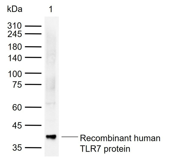 TLR7 Antibody in Western Blot (WB)