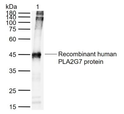 PLA2G7 Antibody in Western Blot (WB)