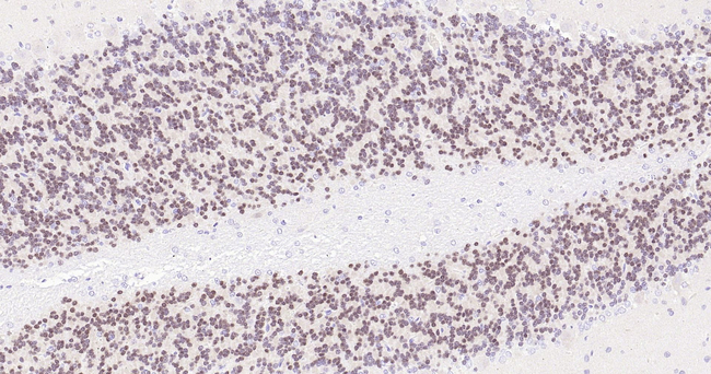 NeuN Antibody in Immunohistochemistry (Paraffin) (IHC (P))
