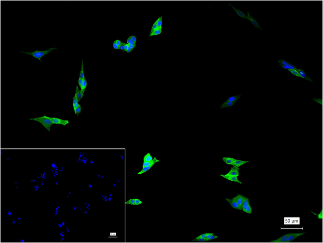 Procalcitonin Antibody in Immunocytochemistry (ICC/IF)