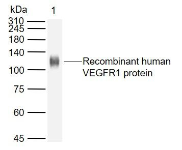 VEGF Receptor 1 (soluble) Antibody in Western Blot (WB)