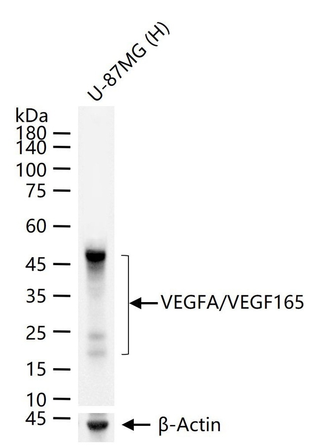 VEGF-165 Antibody in Western Blot (WB)