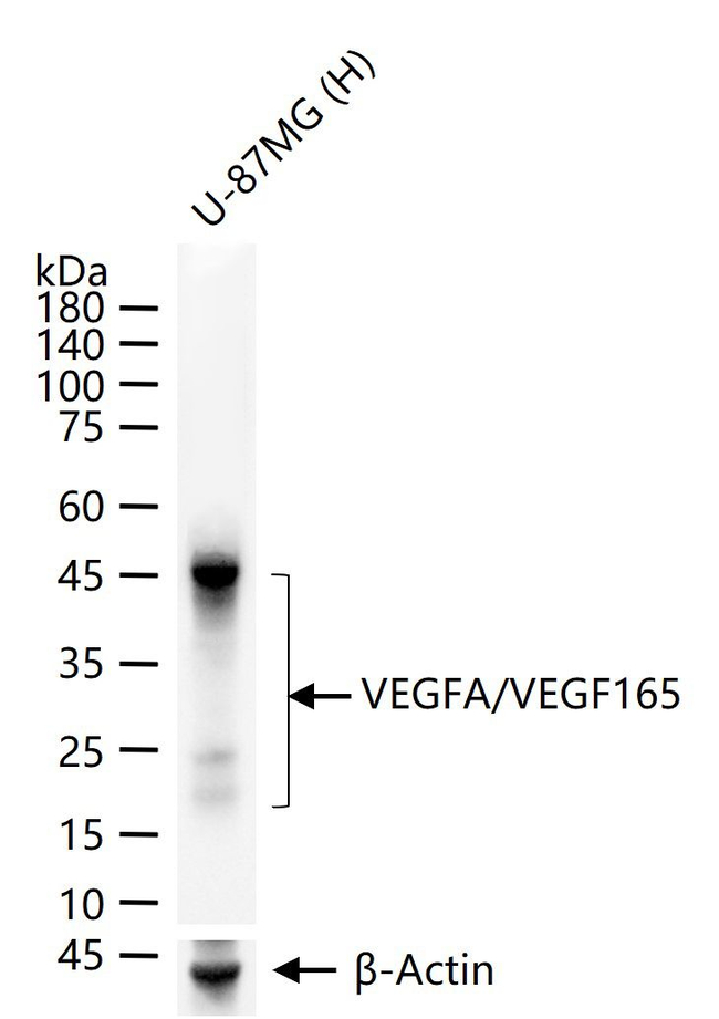 VEGF-165 Antibody in Western Blot (WB)