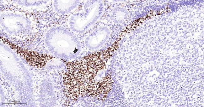 Azurocidin Antibody in Immunohistochemistry (Paraffin) (IHC (P))