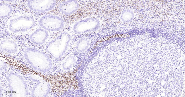 Azurocidin Antibody in Immunohistochemistry (Paraffin) (IHC (P))